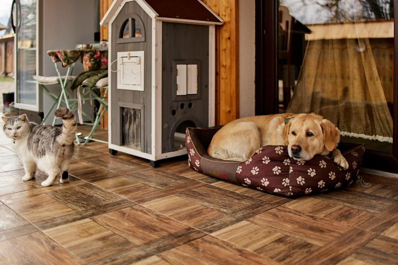 Gradina Lu' Ion "A Home Away From Home" (Adults Only) Vişeu de Sus Esterno foto